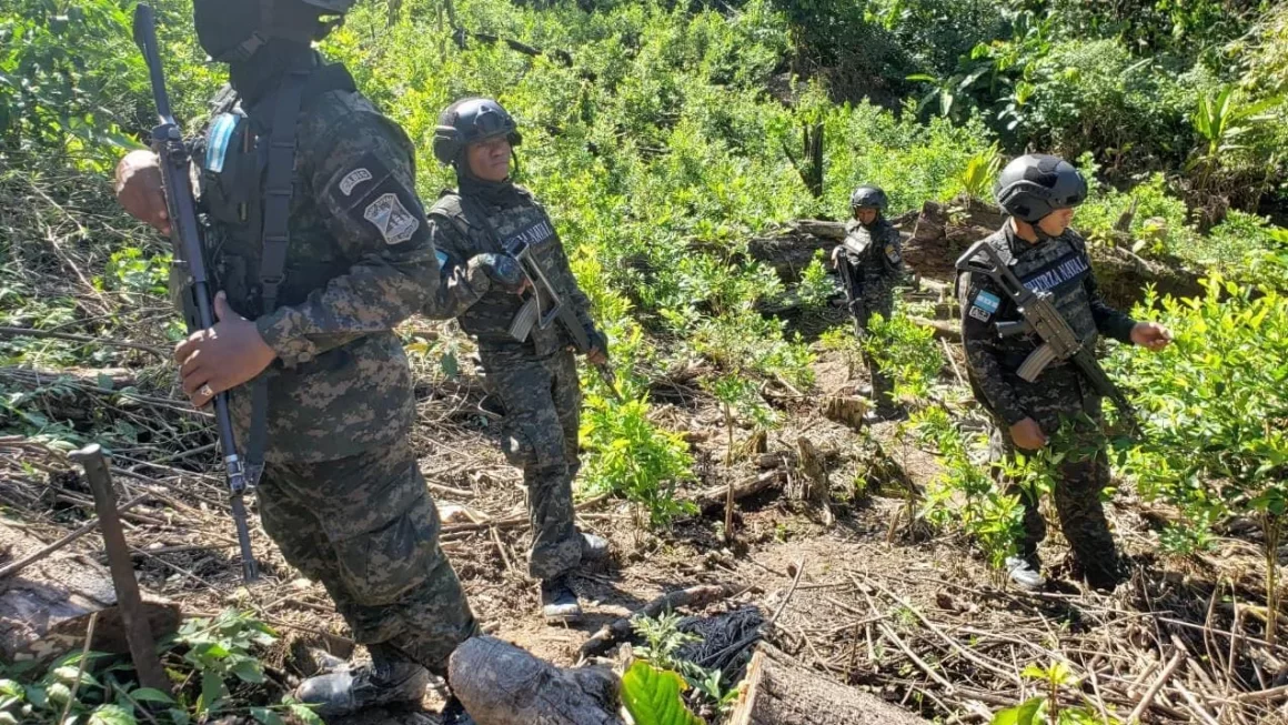 Aseguran plantación con 64,500 arbustos de hoja de coca en Colón