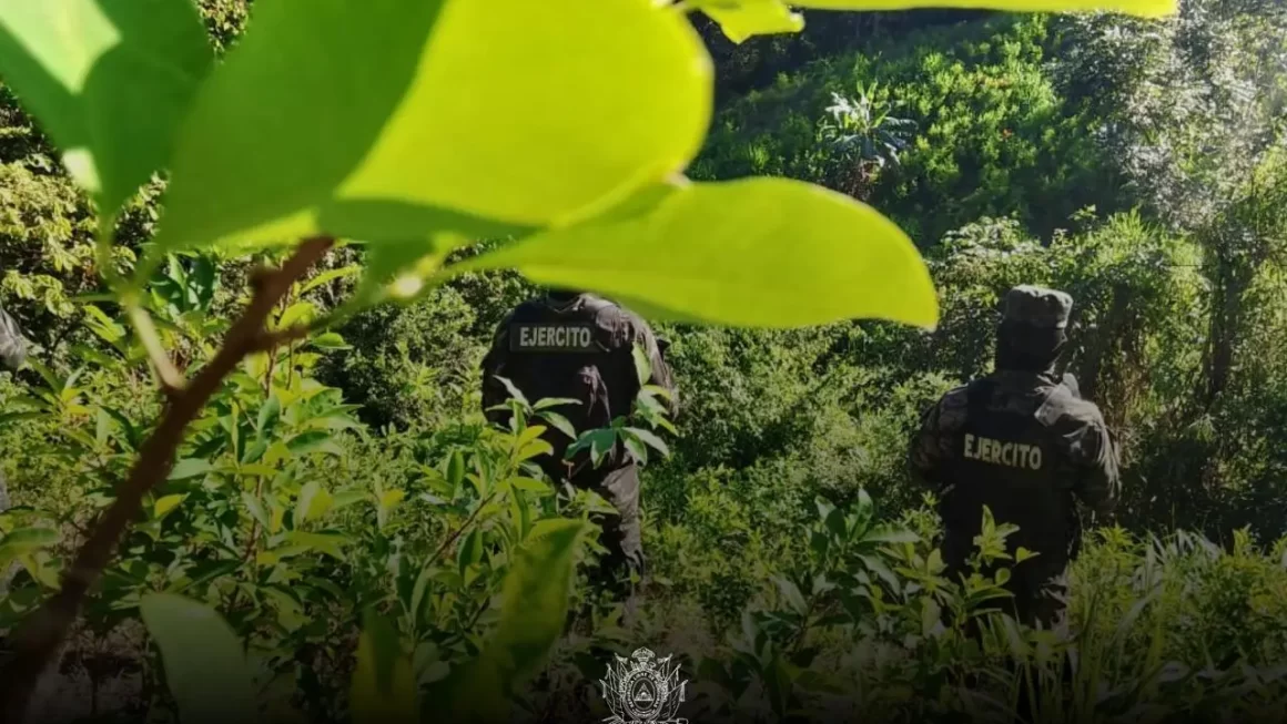 20 mil arbustos de supuesta hoja de coca incauta FFAA en Colón 