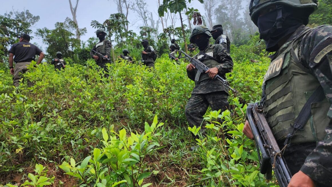 21 mil 500 arbustos de hoja de coca aseguran autoridades en dos plantaciones en Olancho 