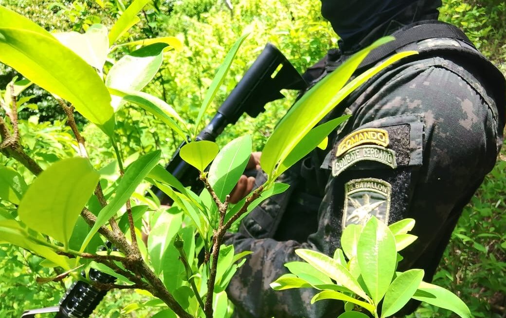 27,500 arbustos de presunta hoja de coca incautan FFAA en Colón