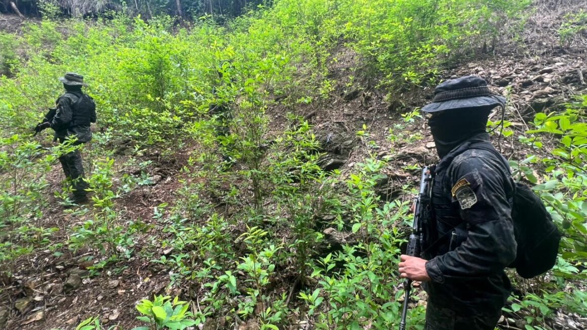 Más de 40 mil arbustos de coca aseguran autoridades en Colón