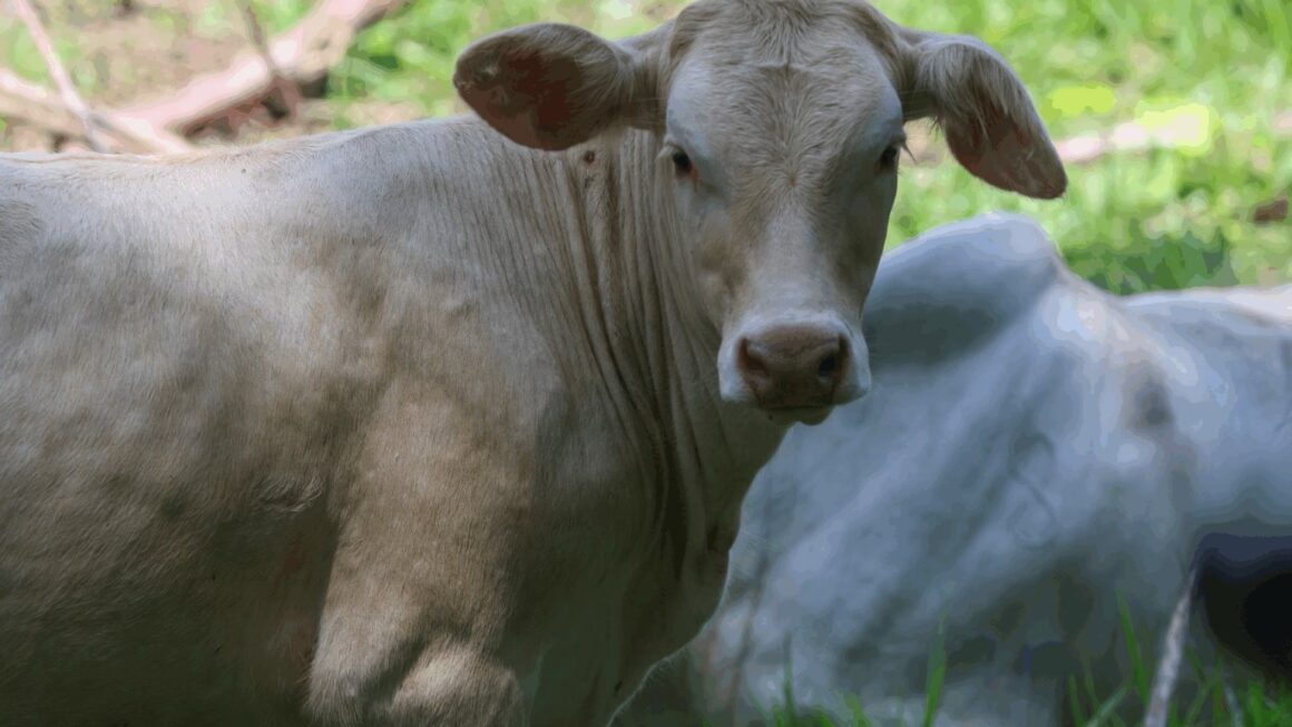 Honduras, EEUU, México y resto de C.A realizarán combate regional contra el gusano barrenador 