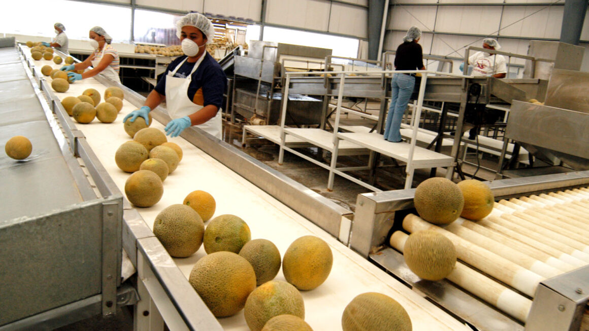 Productores de melón buscan nuevos mercados en Corea del Sur y EEUU