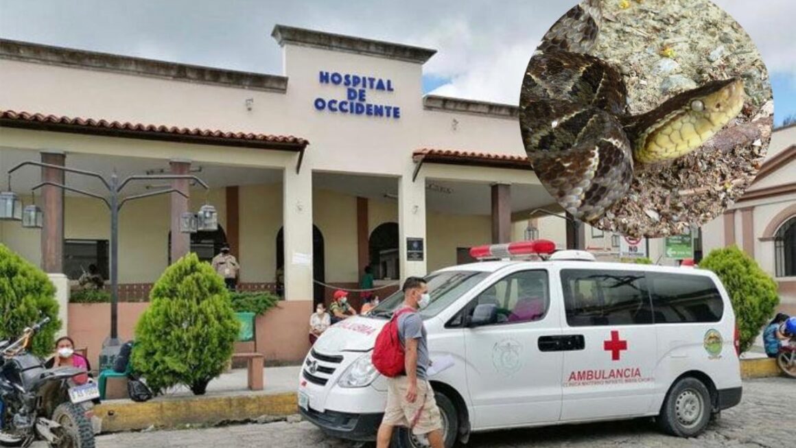 Hospitalizadas tres personas tras ser mordidos por serpiente en Copán