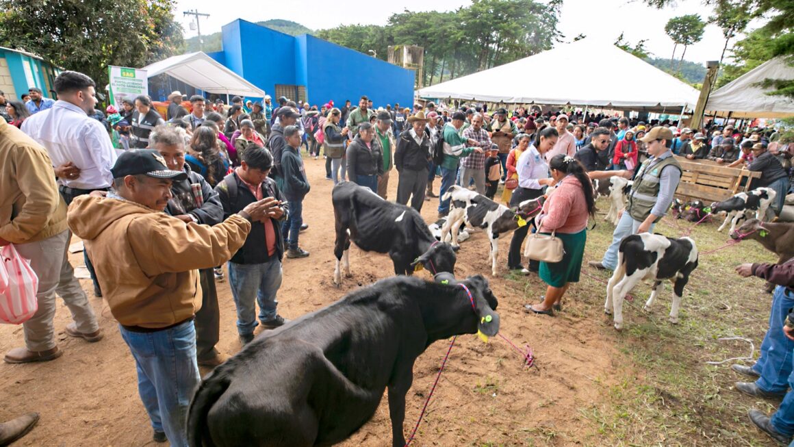 Gobierno entrega insumos agrícolas y pecuarios a más de 5,500 productores de Intibucá