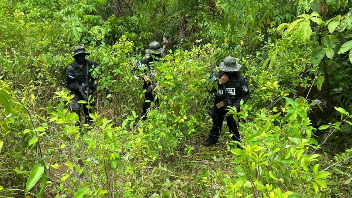 FFAA asegura plantación con 16,500 arbustos de hoja de coca en Bonito Oriental, Colón