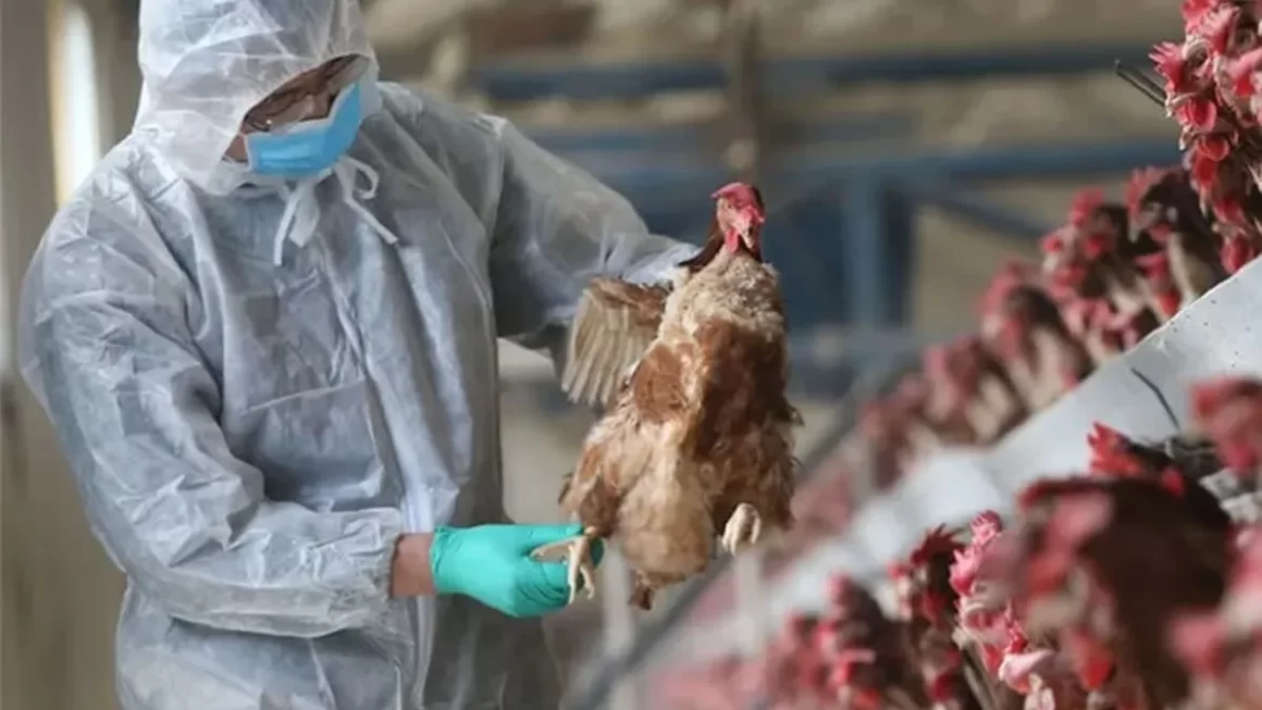 Honduras activa protocolos de alerta por detección de gripe aviar en aves silvestres 