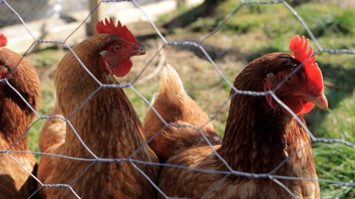SENASA confirma casa de gripe aviar en granja de Santa Bárbara 