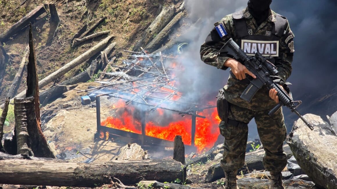 Más de 125 mil arbustos de hoja de coca erradica Fuerzas Armadas en Colón