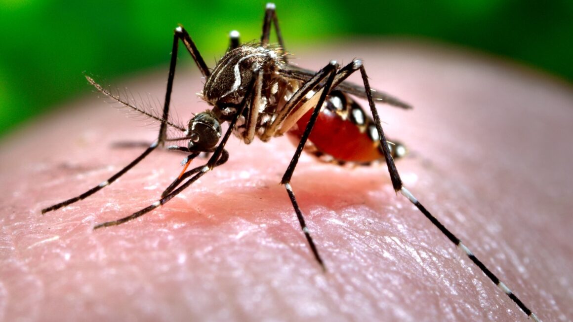 Salud detecta primer caso de chikungunya en 2026 importado desde Nicaragua